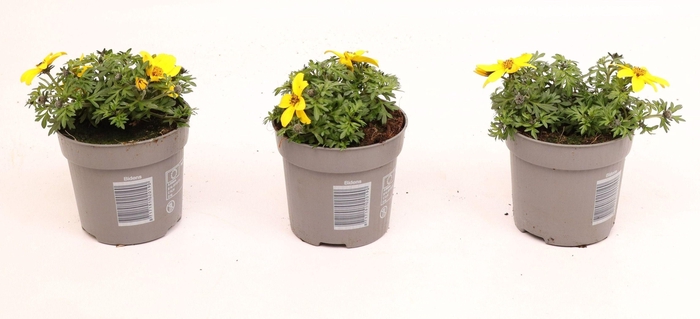 <h4>Bidens Yellow Charm</h4>