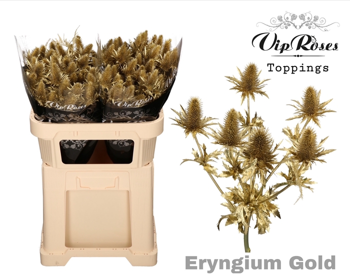 ERYNGIUM SUPERNOVA GOLD 60cm