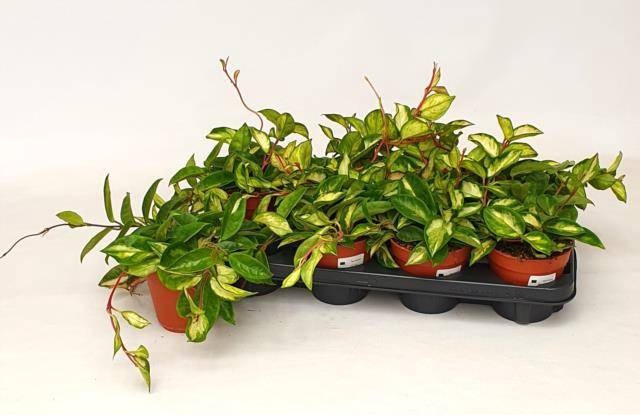 <h4>HOYA C TRICOLOR</h4>