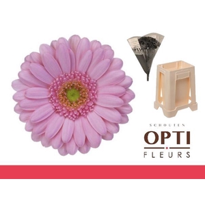 Germini Kimsey Water