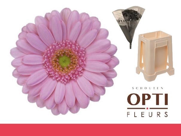 <h4>Germini Kimsey Water</h4>