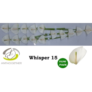 Anthurium Whisper