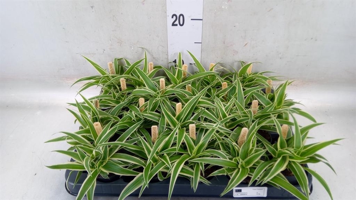 <h4>Chlorophytum com. 'Ocean'</h4>