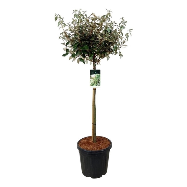 <h4>Elaeagnus ebb. 'Compacta'</h4>