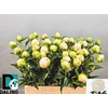 Paeonia L In Full Sail