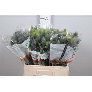 Eryn Pacifi Blue Sky