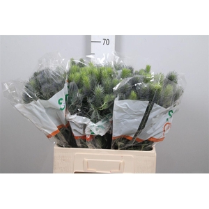 Eryn Pacifi Blue Sky