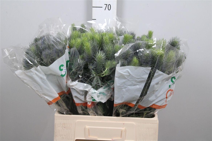 <h4>Eryn Pacifi Blue Sky</h4>