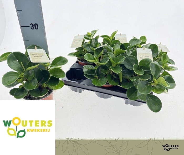 <h4>PEP OBT GREEN GOLD</h4>