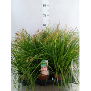 Carex oshimensis 'Everco Everlime'