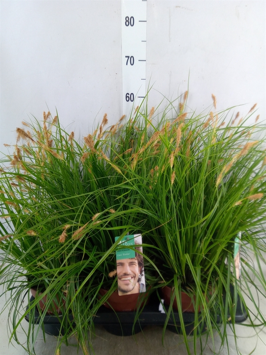 <h4>Carex oshimensis 'Everco Everlime'</h4>