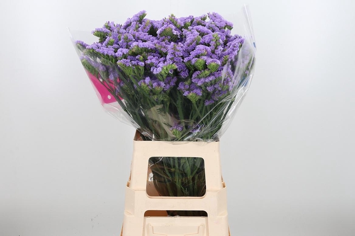 <h4>Lim S Tessa Malva</h4>