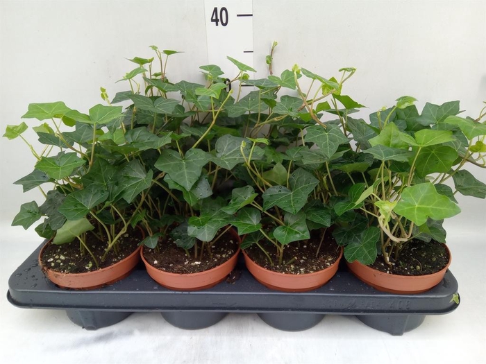 <h4>Hedera hibernica</h4>