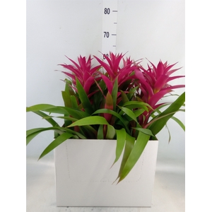 Guzmania  'Voila'