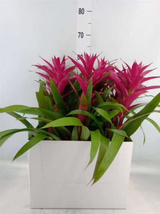 <h4>Guzmania  'Voila'</h4>