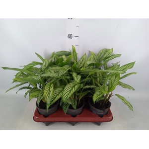 Calathea   ...