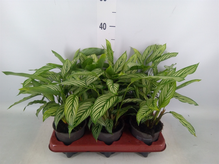 <h4>Calathea   ...</h4>