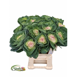 Brassica crane bicolour