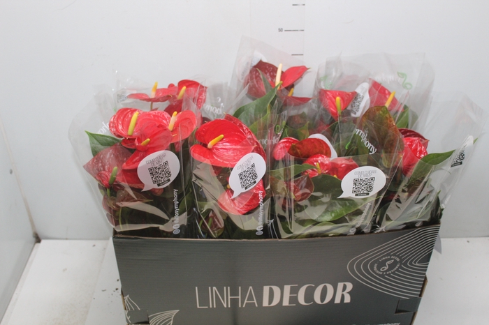 <h4>ANTHURIUM RED SUCCESS P15 PREMIUM</h4>