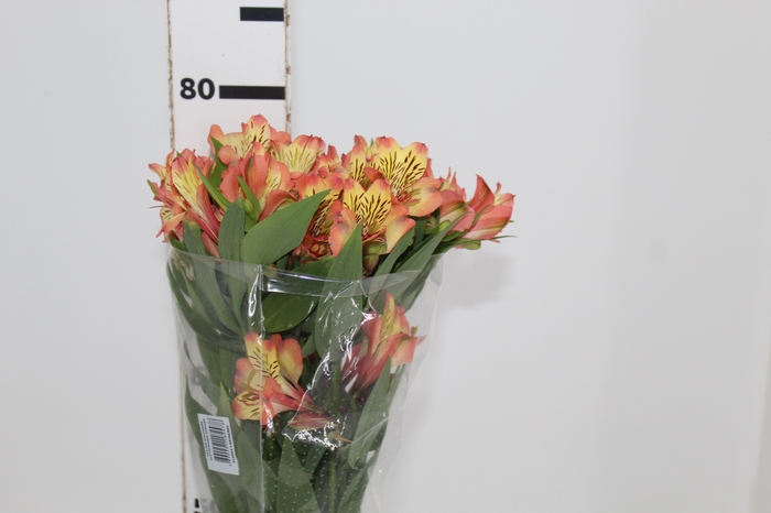 <h4>ALSTROEMERIA MILOS 080 CM</h4>