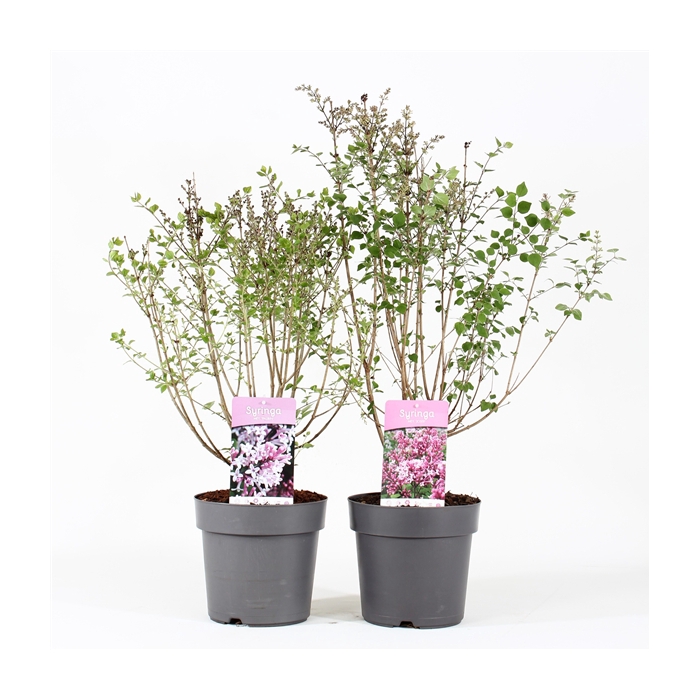 <h4>Syringa mix P21/C4.6</h4>