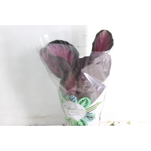 CALATHEA ROSEA PICTA CRIMSON P17