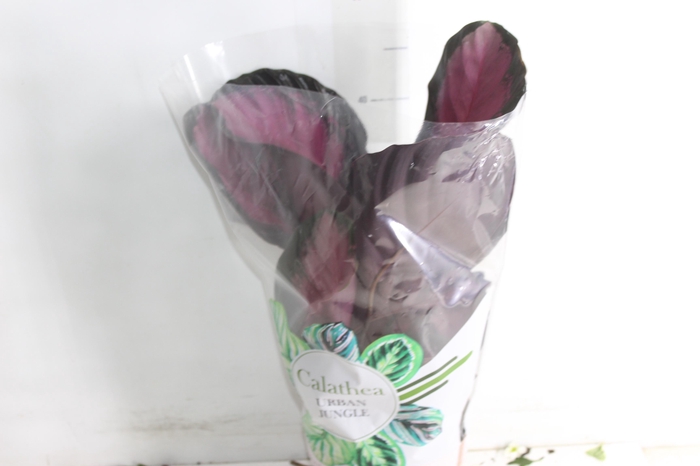<h4>CALATHEA ROSEA PICTA CRIMSON P17</h4>