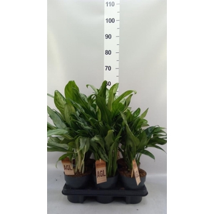 Aglaonema   ...mix