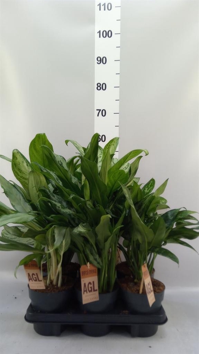 <h4>Aglaonema ...mix</h4>