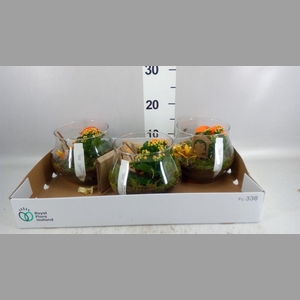 Arr.  Succulents L%