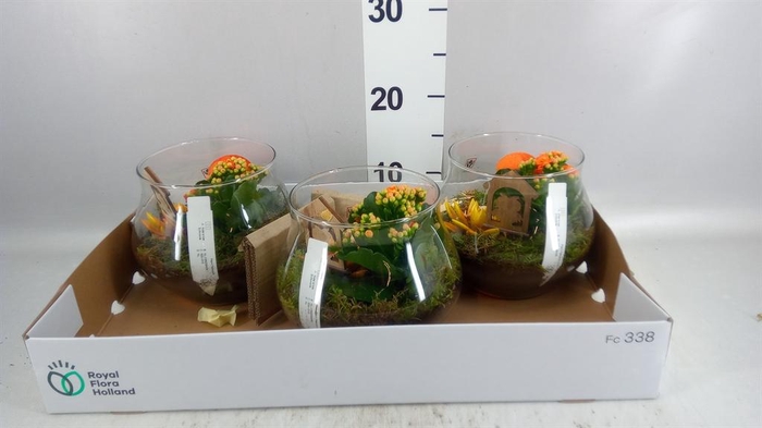 <h4>Arr.  Succulents L%</h4>