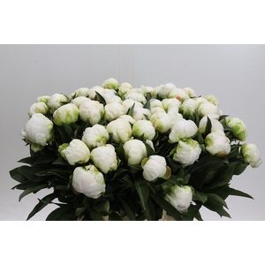 Paeonia Madame Claude Tain