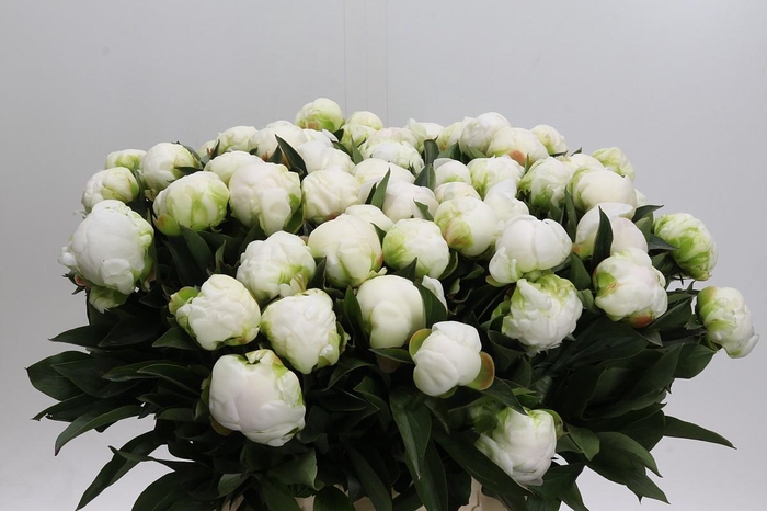 <h4>Paeonia Madame Claude Tain</h4>