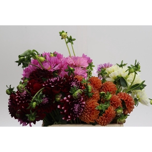 Dahlia Gemengd in fust