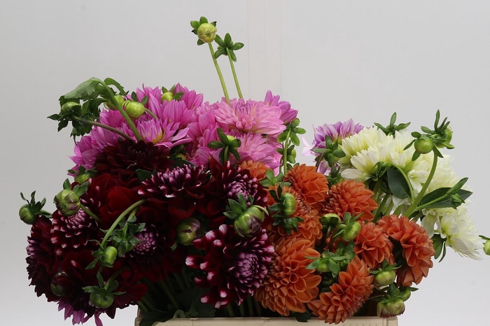 <h4>Dahlia Gemengd in fust</h4>