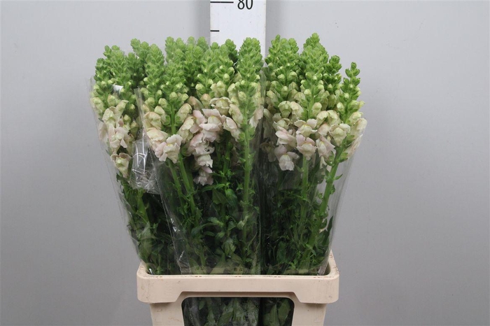 <h4>Antir Poto Rose</h4>