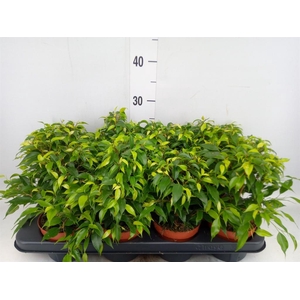 Ficus benja. 'Green Kinky'