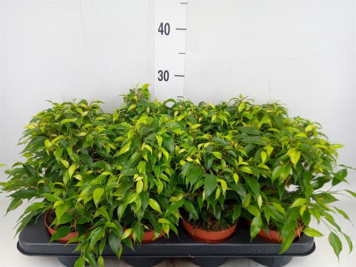 <h4>Ficus benja. 'Green Kinky'</h4>