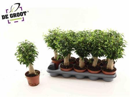 <h4>Fic Be Natasja Stemm</h4>