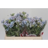 Oxypetalum Tweedia Blue