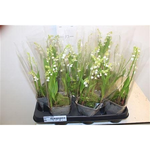 ** Convallaria Majalis 5-8 Branches ** Spring Deal
