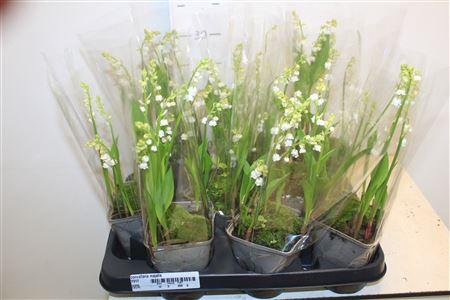 <h4>** Convallaria Majalis 5-8 Branches ** Spring Deal</h4>