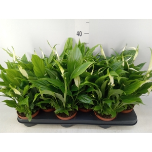 Spathiphyllum  'Chopin'
