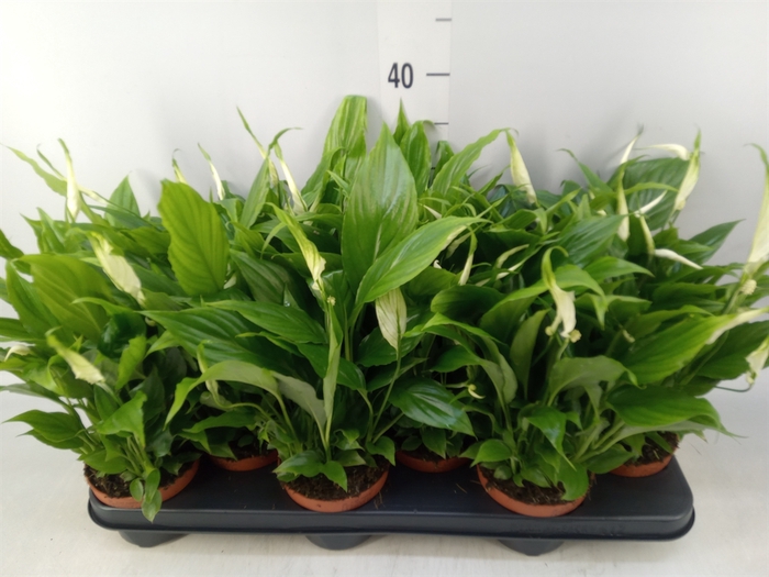 <h4>Spathiphyllum  'Chopin'</h4>