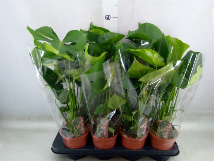 <h4>Monstera delic.</h4>