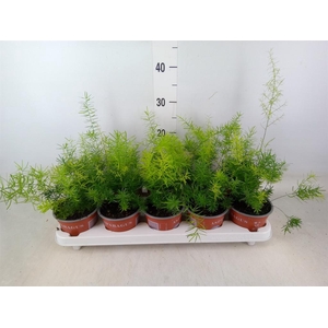 Asparagus dens. 'Sprengeri'