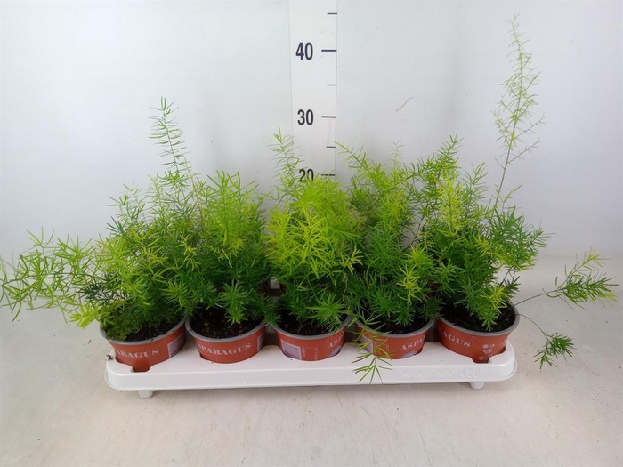 <h4>Asparagus dens. 'Sprengeri'</h4>