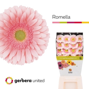 Gerbera diamond romella