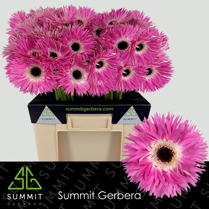 Gerbera Spider Stitch Water