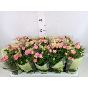 Rosa  'Fame Kordana'